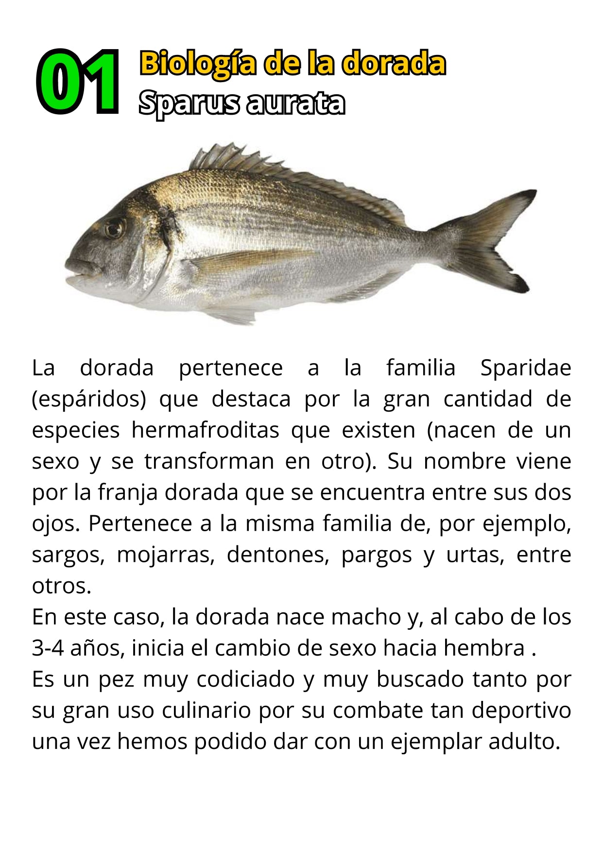 Libro Físico de Pesca de la Dorada