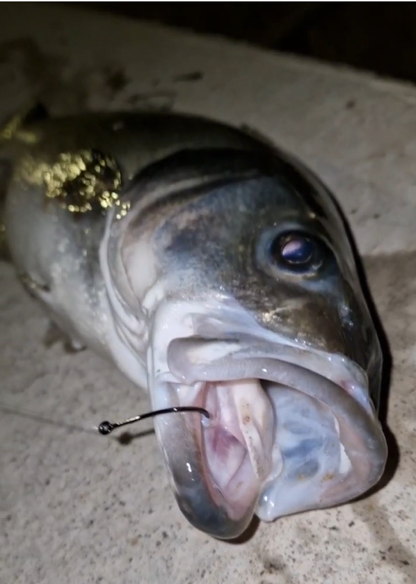 Anzuelos de pesca