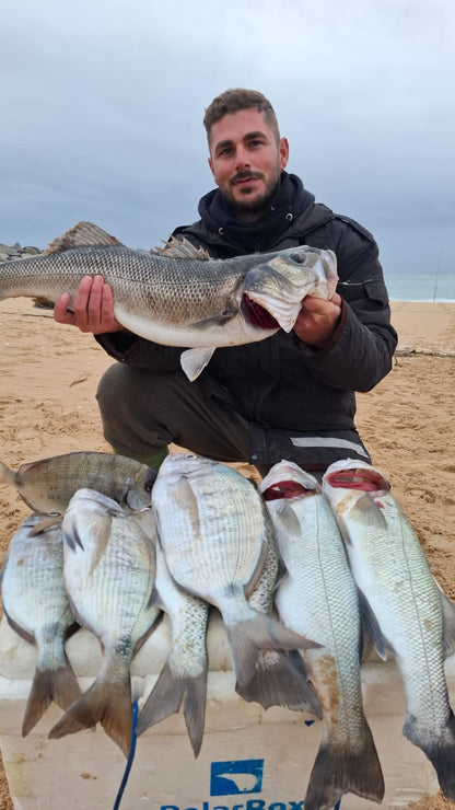 Metamorphosis 1ª Edición