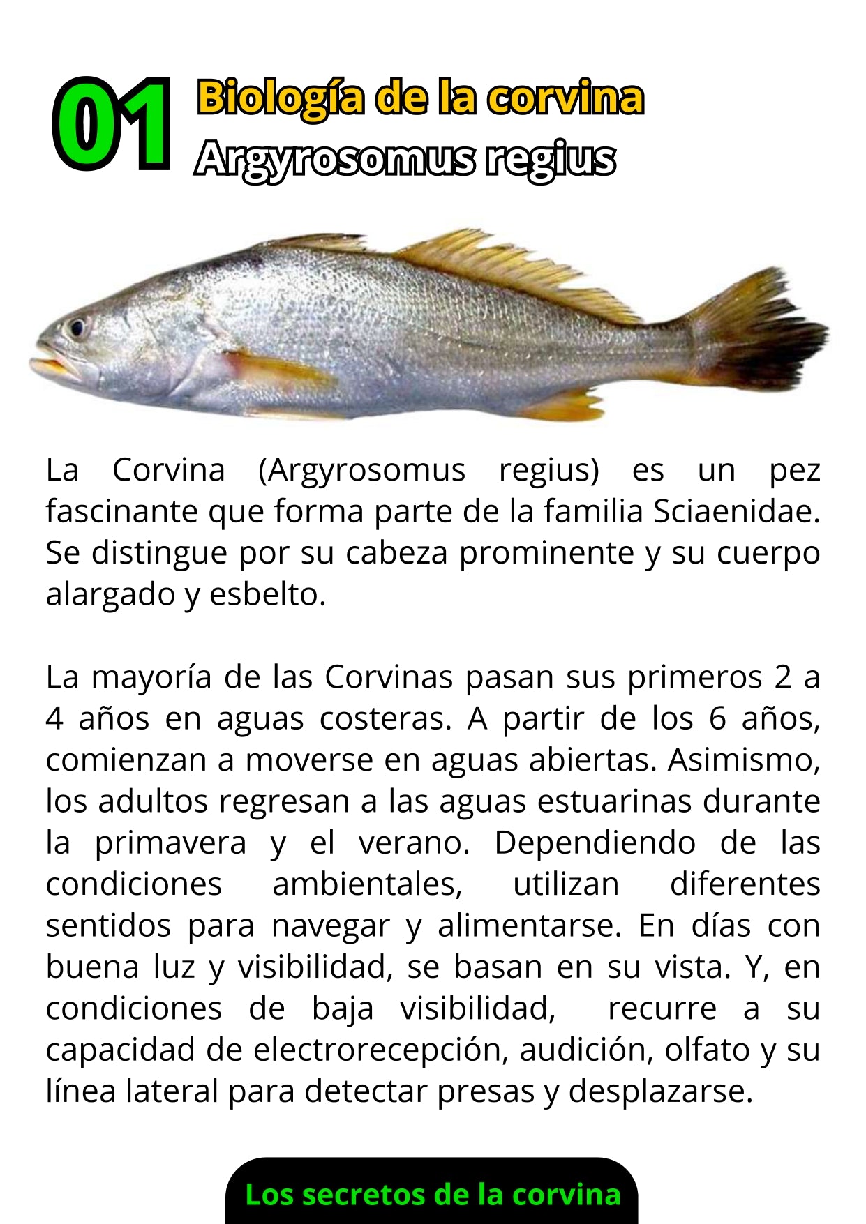 Ebook de Pesca de la Corvina