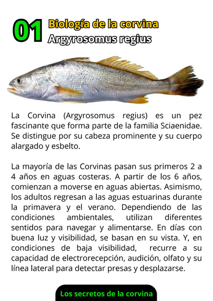 Ebook de Pesca de la Corvina